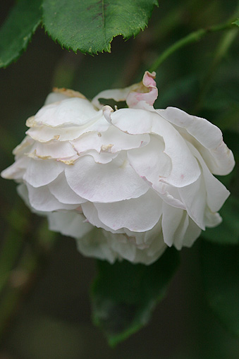 c0006870_11441455.jpg