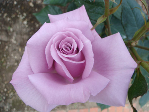 f0146493_9383049.jpg