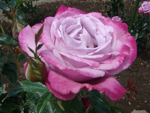 f0146493_938493.jpg