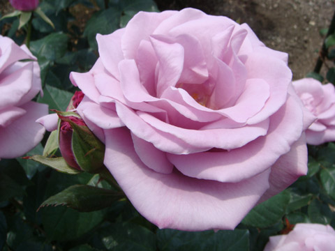 f0146493_938542.jpg
