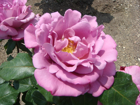 f0146493_9391355.jpg