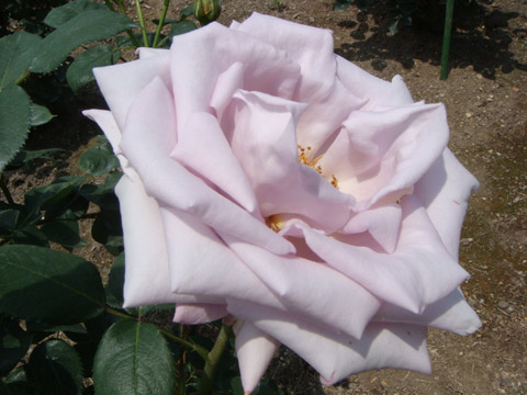 f0146493_9393986.jpg