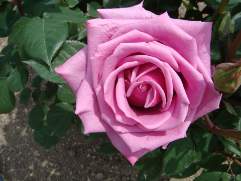 f0146493_9395497.jpg