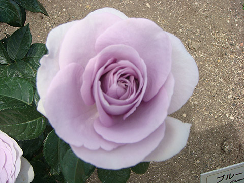 f0146493_9403198.jpg