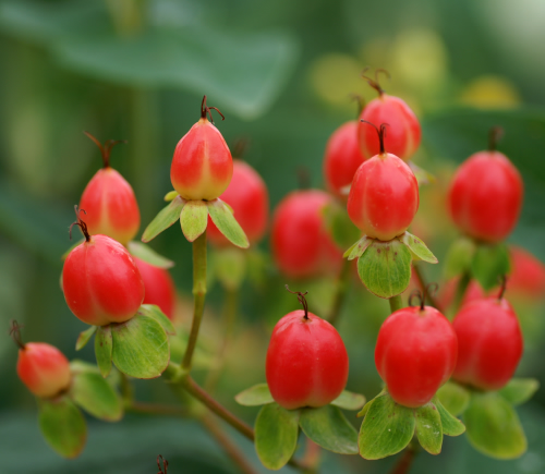 ヒペリカム ヒペリカム ヒペリカム 奥信濃から 花農家のフォトスケッチ