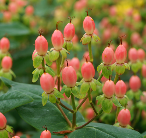 ヒペリカム ヒペリカム ヒペリカム 奥信濃から 花農家のフォトスケッチ ヒペリカム ヒペリカム ヒペリカム 奥信濃から 花農家のフォトスケッチ