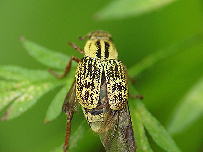 小さなコガネムシ 一寸の虫にも五分の魂 小さなコガネムシ 一寸の虫にも五分の魂
