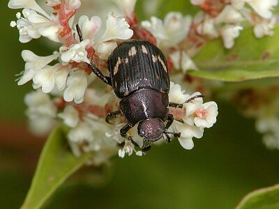 小さなコガネムシ 一寸の虫にも五分の魂