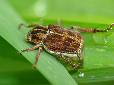 小さなコガネムシ 一寸の虫にも五分の魂