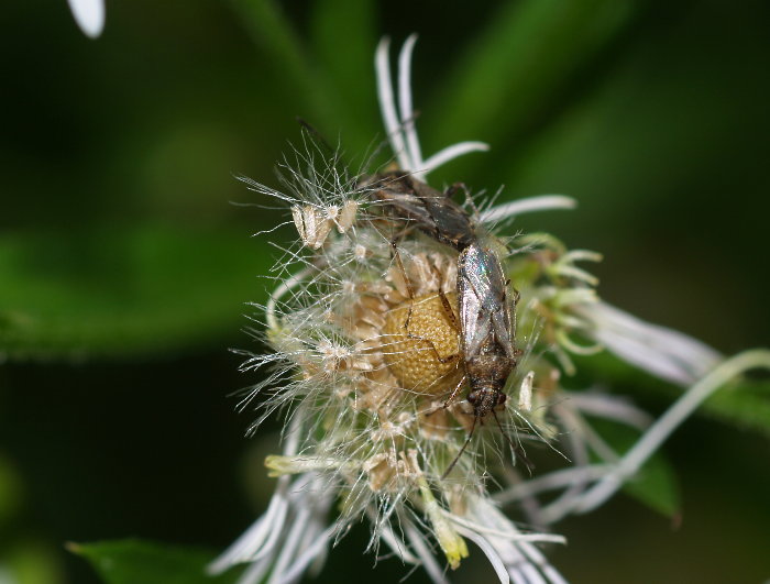 ヒメナガカメムシ？_c0116915_22325558.jpg