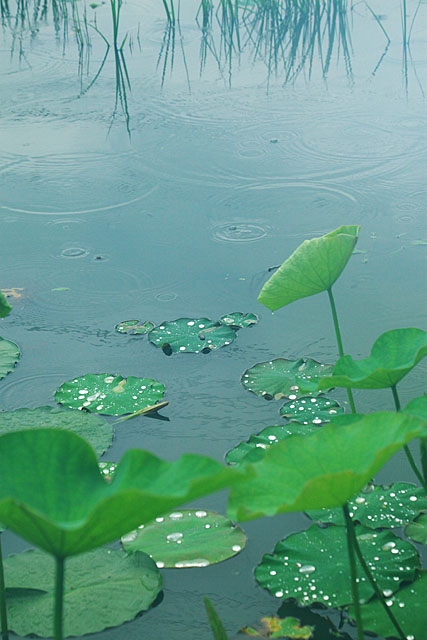 梅雨の光景_c0067040_22345651.jpg