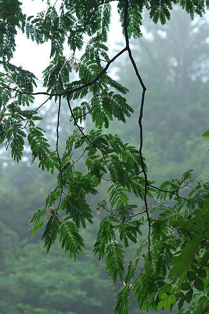 梅雨の光景_c0067040_22381050.jpg