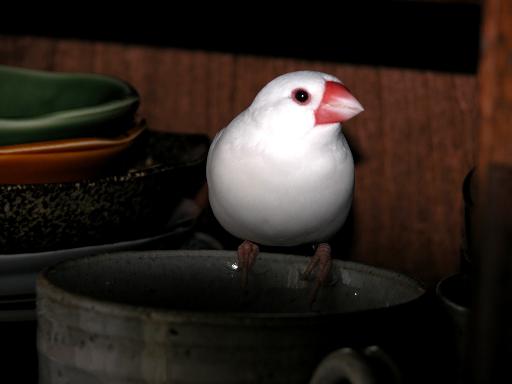 白文鳥 天に召される Make A Success 白文鳥 天に召される Make A Success