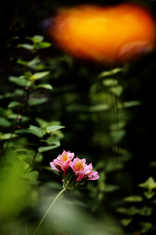 とりあえずお花の残りをσ(^_^;)ｱｾｱｾ..._a0088571_1338476.jpg