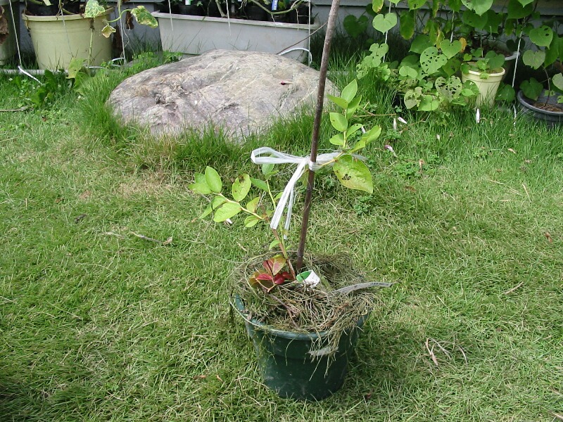 ブルージェイ ブルーベリーの育て方 栽培 ブルーベリー ノート Blueberrynote