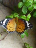 e0124690_1640830.jpg
