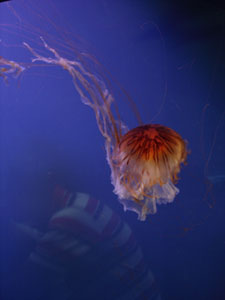 水族館に行きました~ジェノバ_f0106597_21431255.jpg