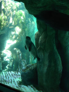 水族館に行きました~ジェノバ_f0106597_21471410.jpg
