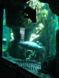 水族館に行きました~ジェノバ_f0106597_21482674.jpg