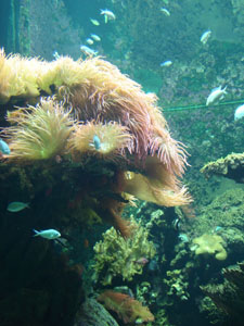 水族館に行きました~ジェノバ_f0106597_21531785.jpg