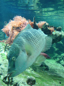 水族館に行きました~ジェノバ_f0106597_21535774.jpg
