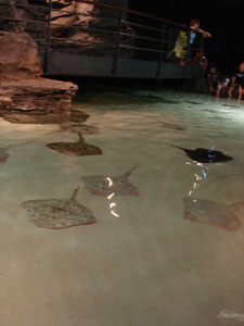 水族館に行きました~ジェノバ_f0106597_2273595.jpg