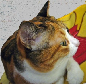 f0036700_12513373.jpg