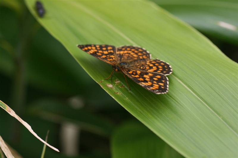 d0054625_14103814.jpg
