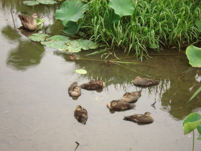 高田公園蓮池　２_f0009028_18424220.jpg