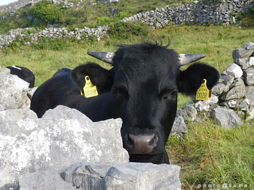 ireland aran islands_f0050468_11333197.jpg