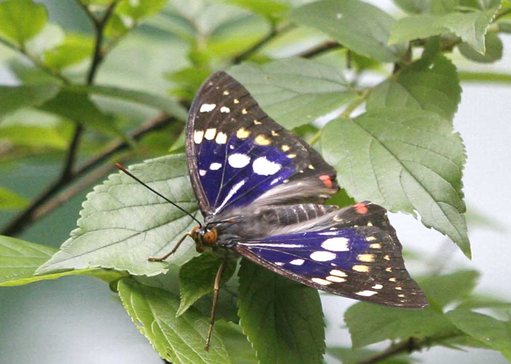 オオムラサキ(国蝶)　　荒川自然公園　_a0086482_15263962.jpg