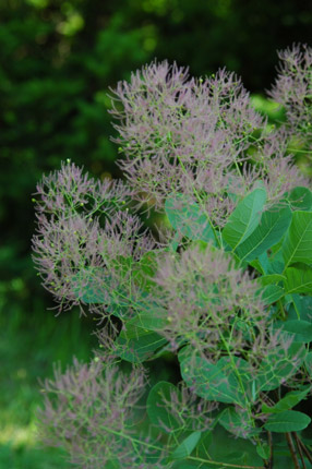 c0026690_1775467.jpg