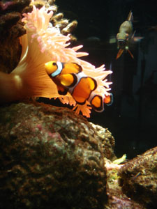 ランチはやっぱり魚料理~ジェノヴァ_f0106597_17584353.jpg