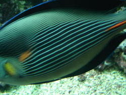 ランチはやっぱり魚料理~ジェノヴァ_f0106597_1824078.jpg