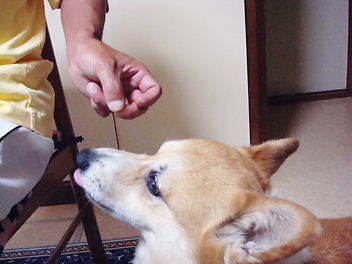 のんびり(フクちゃんと天然石)_f0136398_2157751.jpg