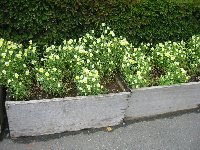 e0122199_1161892.jpg