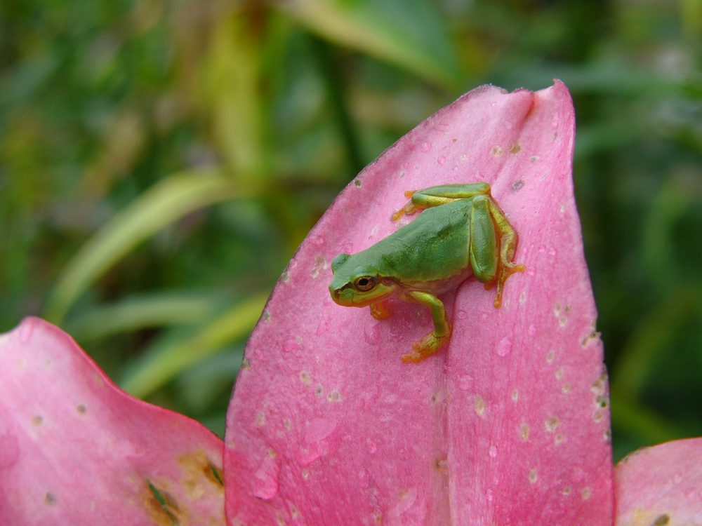 花とアマガエル・１_c0062511_6214475.jpg