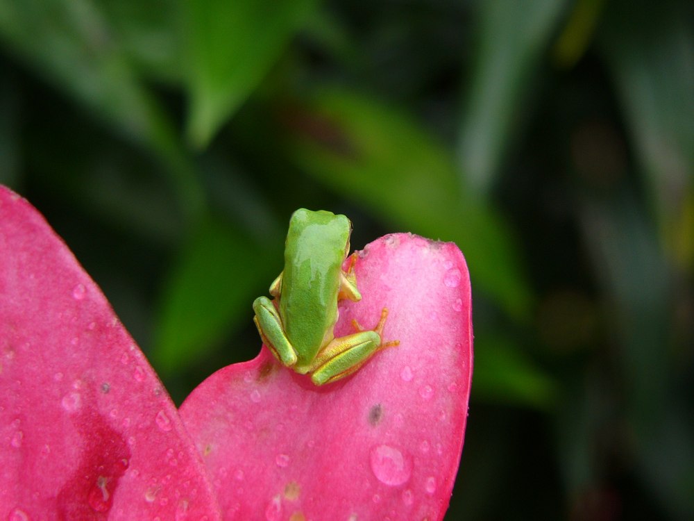 花とアマガエル・１_c0062511_621581.jpg