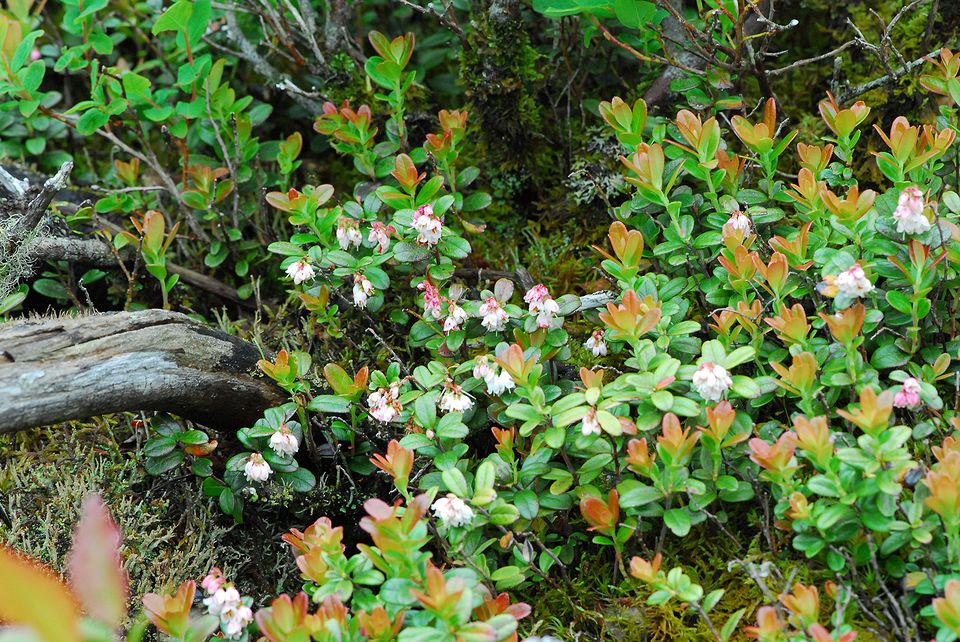 コケモモは小さな鈴のような花 私のデジタル写真眼