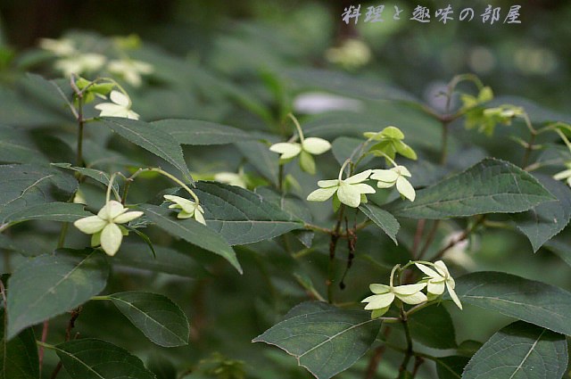 大輪の紫陽花　(相模原北公園にて)Pー2_b0033423_170143.jpg