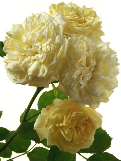 e0044929_11535867.jpg