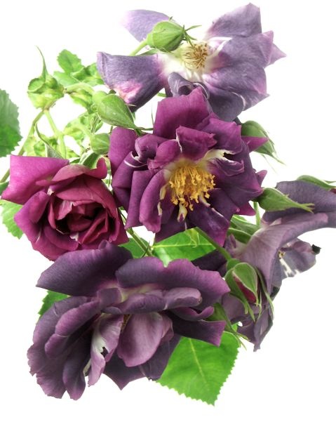 e0044929_11545711.jpg