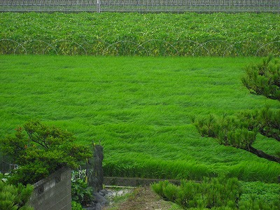 台風14号_e0098473_20121138.jpg