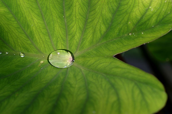 雨は手のひらに_e0088874_22533298.jpg