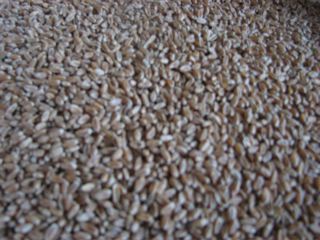 とれた小麦でうどん_d0044191_15504910.jpg