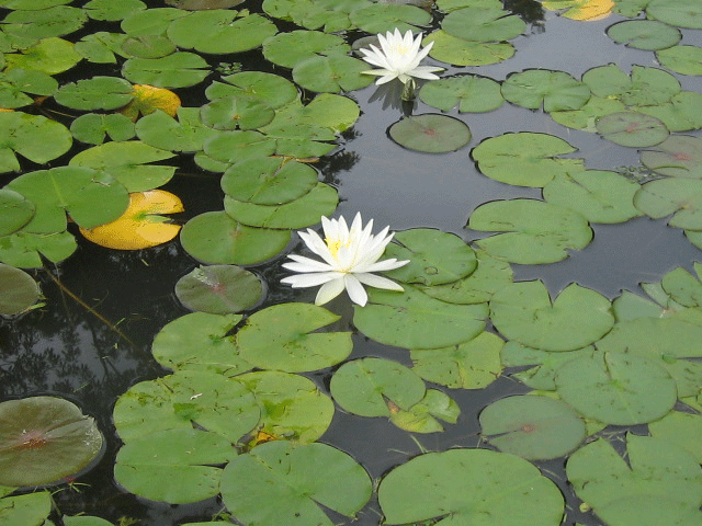 b0108100_13381145.gif
