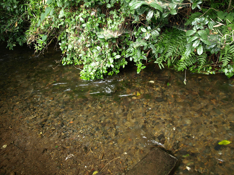 2007年7月16日　ZD14-42mm　南沢湧水池_a0060403_1447051.jpg