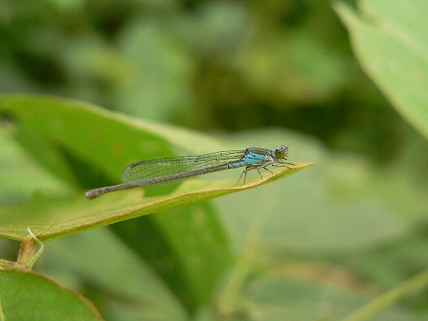 博多区　池散策　天気さえ良ければ･･_e0002314_22462391.jpg