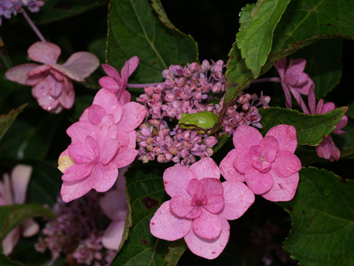 紫陽花とアマガエル_c0116915_22321926.jpg