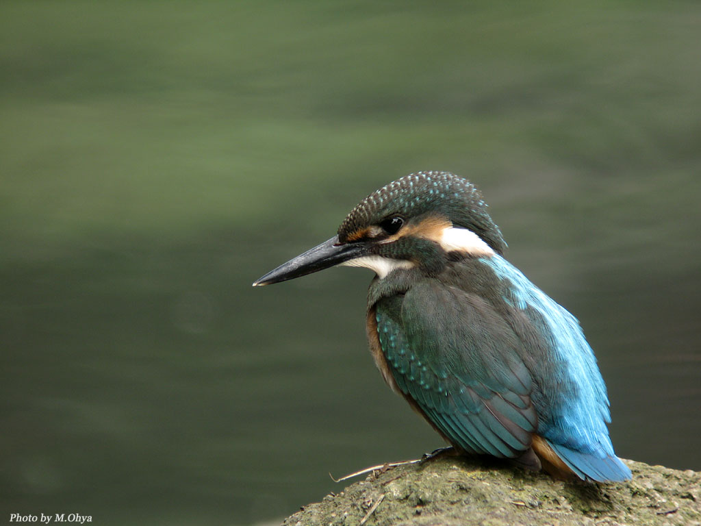 久しぶりのカワセミ_f0003418_19101283.jpg